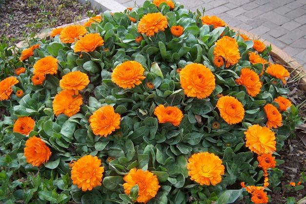 Yellow English Marigold font b Calendula b font Offcinalis Seeds Original Pack 60 Seeds Pack Bonsai