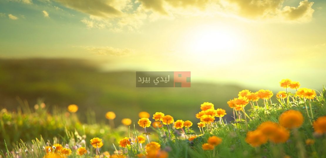 صورة رسائل حب صباحية لزوجتي