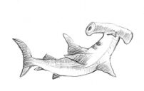 hammerhead