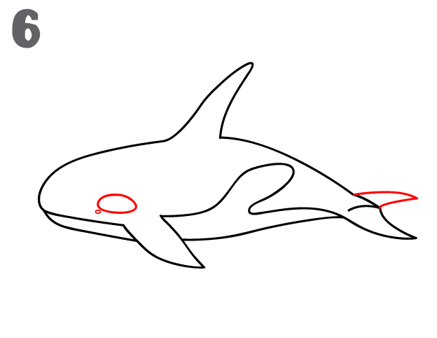 howtodrawakillerwhale