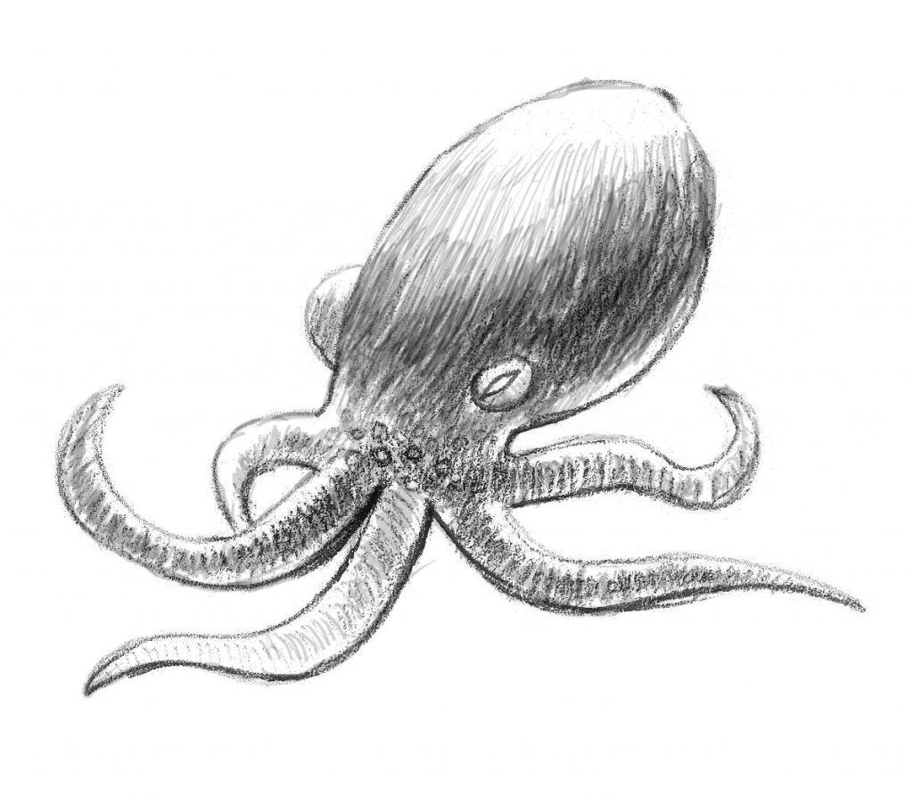 octopus