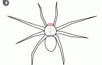 spider step6