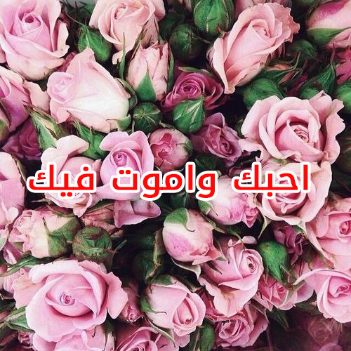 صور احبك واموت فيك ورود